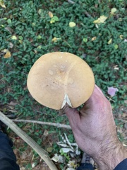 Tylopilus felleus