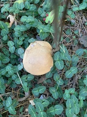 Tylopilus felleus