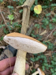 Tylopilus felleus