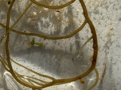 Gracilaria chilensis