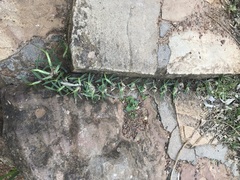 Stenotaphrum secundatum