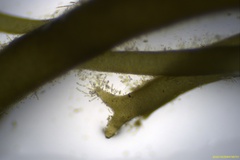 Gracilaria chilensis