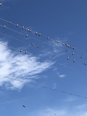 Hirundo rustica