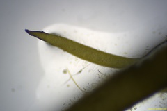 Gracilaria chilensis