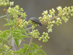 Bothrotes canaliculatus