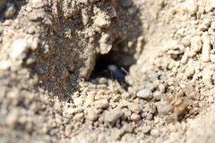 Pompilidae