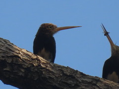 Brachygalba lugubris