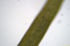Gracilaria chilensis