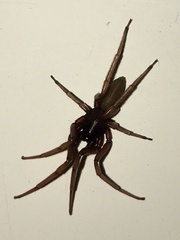 Dysderidae