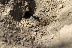 Pompilidae