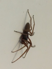 Dysderidae