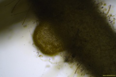 Gracilaria chilensis