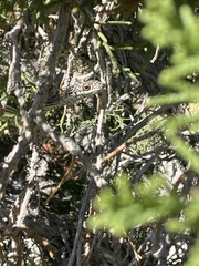 Masticophis taeniatus