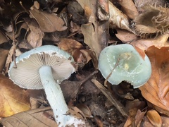 Stropharia caerulea