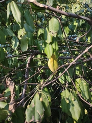 Euonymus fortunei