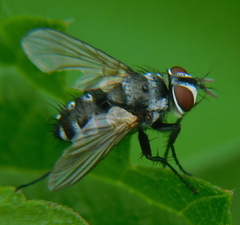 Dexiinae