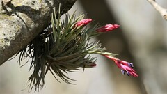 Tillandsia aeranthos