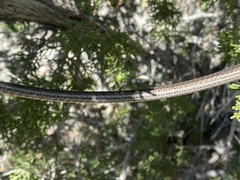 Masticophis taeniatus