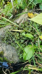 Marchantia polymorpha polymorpha