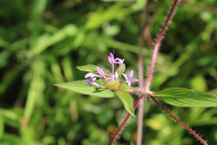 Crusea hispida