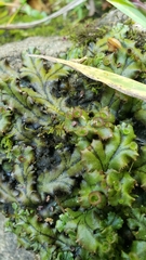 Marchantia polymorpha polymorpha