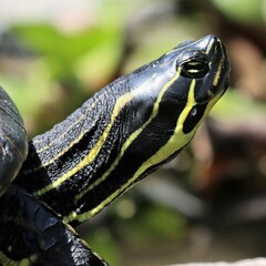 Pseudemys