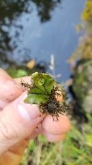 Marchantia polymorpha polymorpha