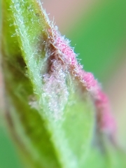 Contarinia negundinis