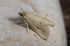 Achyra nudalis