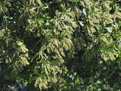 Terminalia buceras