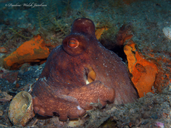 Octopus americanus