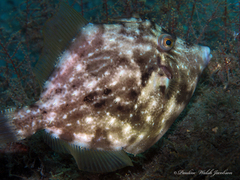 Stephanolepis hispida