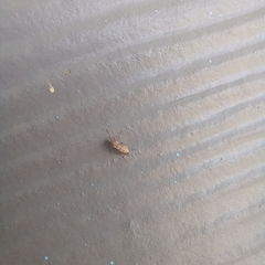 Chaoborus punctipennis