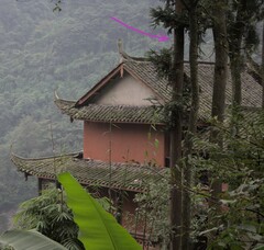 Cunninghamia lanceolata