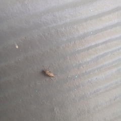 Chaoborus punctipennis