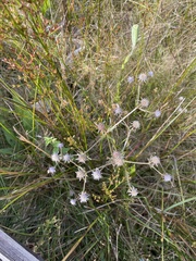 Eryngium integrifolium