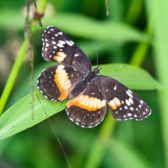 Chlosyne lacinia adjutrix
