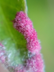 Contarinia negundinis