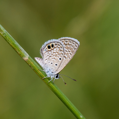 Hemiargus ceraunus astenidas