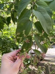 Heptacodium