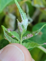 Contarinia negundinis