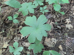 Hydrastis canadensis