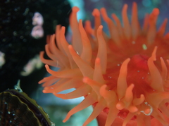 Anemonia alicemartinae