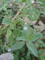 Veronica anagallis-aquatica