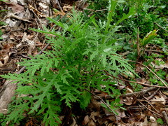 Senecio bipinnatisectus