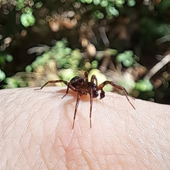 Cybaeus eutypus