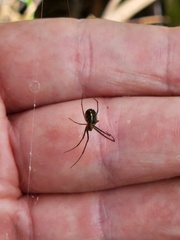 Leucauge regnyi