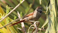 Synallaxis frontalis