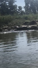 Crocodylus palustris