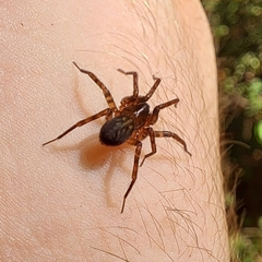 Cybaeus eutypus